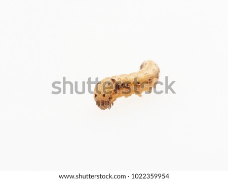 Brown and black worm or green caterpillar isolated on white background, which eat green leaves before pupate and become moth