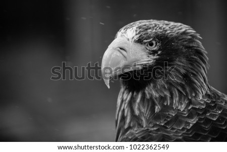 A unique close-up of a Steller's sea eagle in the snow. 