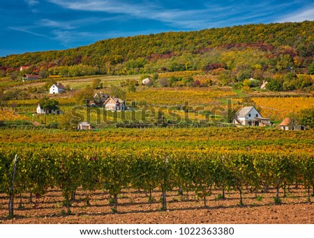 Houses at the vineyard in autumn in Hungary
