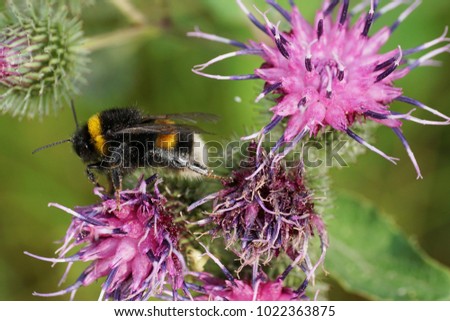 Macro of the running Caucasian bumblebee Bombus lucorum with long legs and proboscis sitting on the purple flower of thistle Arctium lappa in summer                               