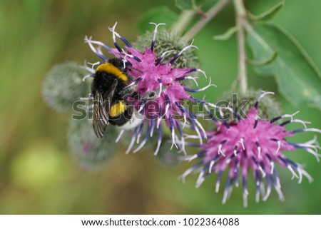  Close-up of Caucasian bumble bee Bombus lucorum with long legs collecting nectar in purple flower inflorescence burdock Arctium lappa
                              