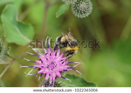 Macro gray and yellow-black Caucasian bumblebee Bombus lucorum with long legs and proboscis sitting in the stamens of inflorescence of the purple flower of thistle Arctium lappa
                   
