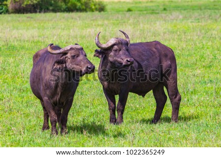 Buffalo at Ngorongro Crater conservation area. Tanzania.