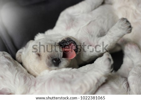 white poodle puppy, selective focus
