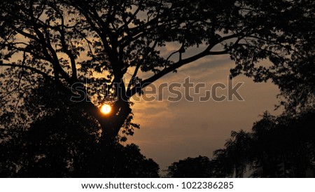Beautiful sunset with trees. Silhouette nature scenery background. 