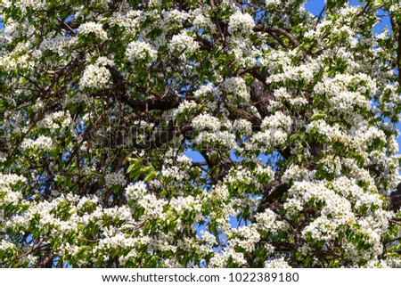 Spring flowers series: Close-up of a Pear tree. against the blue sky