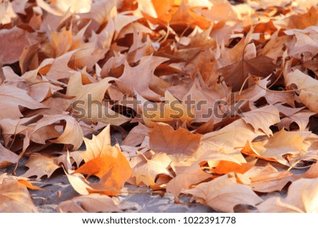 dried leaves on earth