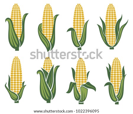 collection of corn ear images Royalty-Free Stock Photo #1022396095
