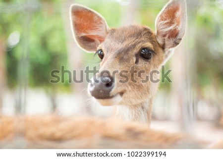 Deer picture in the zoo.
