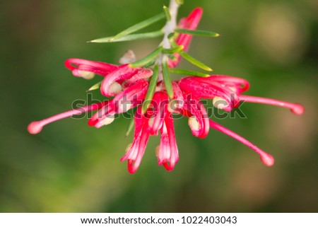 Grevillea flower and bee ( Grevilla cicegi ve ari)
