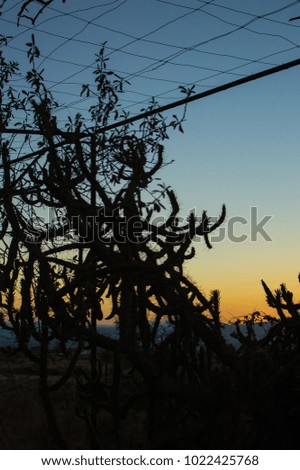 Sunset, cactus, nature