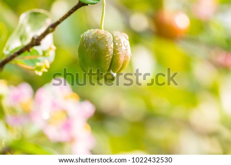 Nature background of springtime, Barbados cherry, Malpighia glabra Linn., with fruit and blurred pink blossom, among bright sunlight and green bokeh.