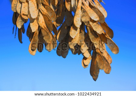 Seeds of ash on a branch