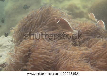 underwater world - clown fish swimming over a big anemone with many tentacles in natural sunlight on a sea bottom on coral reef in Asia