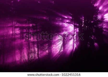 light rays between trees, ultraviolet color style