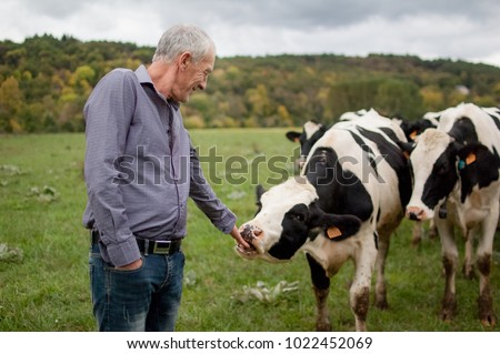 Side View of Senior Farmer Proudly Looking at His Black and White Cows in the Countryside Outdoors. Royalty-Free Stock Photo #1022452069