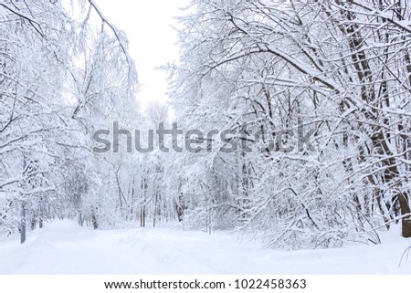 Winter forest.In the forest falling snowflakes.Shrubs covered with snow.Winter morning in the forest.Evening winter landscape.City Park in winter.Snow lies on the branches of trees.Snowfall.