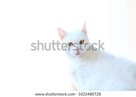 white cat with sharp eyes looking at something. pink ears with yellow eyes. white background
