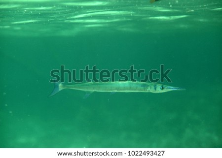 underwater world - cute one alone trumpetfish swimming in a green blue water near the water surface in shallow sea on a sunny day in Asia