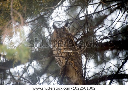 Eagle owl, large bird of the order of owls