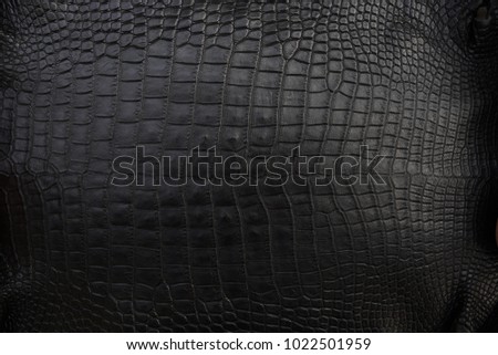 Close up of black Crocodile,Alligator belly skin texture use for wallpaper background.Luxury Design pattern for Business and Fashion.Top view surface in backdrop. Royalty-Free Stock Photo #1022501959