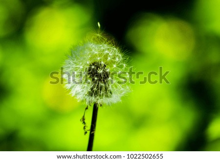 Dandelion in summer. Nature flower spring background. Weed plant in blossom. Sunlight season. Concept of freedom life, fragility. 