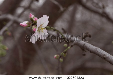 Almond Flower early spring blossom background dof natural photography 