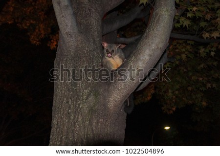 Australian common brushtail possum on a tree at night