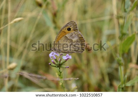 Butterfly in the forest. The Ayazmoto area is one of the highest points of the city of Stara Zagora after the quarter of Dubrava. The park is part of the Sarnena Gora Mountains.