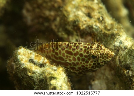 underwater world detail - black spotted grouper sitting on a coral reef in Asia on a sunny day with natural light