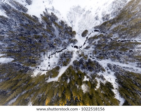 aerial view of winter forest covered in snow. drone photography - panoramic image