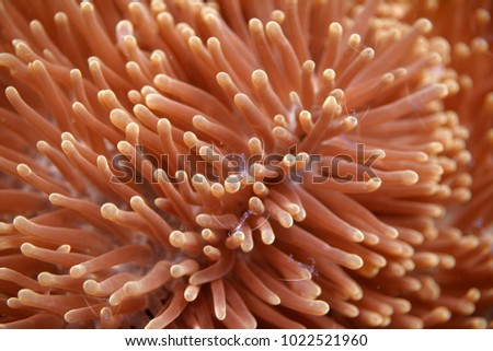 underwater world detail - beautiful anemone tentacles in orange with tiny anemone shrimp on top in Asia shot with natural sunlight