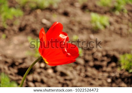 Picture of a beautiful red poppy flower on a nice bright sunny day