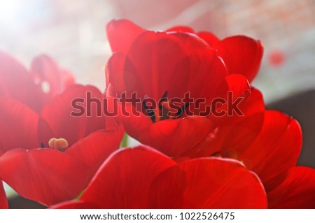 Picture of a beautiful red poppy flower on a nice bright sunny day