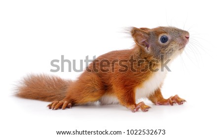 Eurasian red squirrel isolated on white background.