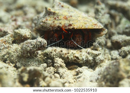 underwater world detail - red hermit crab hiding in a snail shell on a sea botoom in Asia in natural sunlight