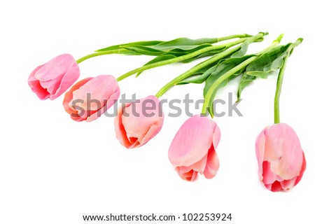flowers isolated on white. group of tulips on a white background