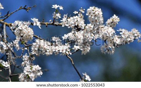 Spring flowering branches of alic on a background of blue sky
