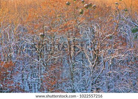 Trees in the snowy forest. Natural impressionism.