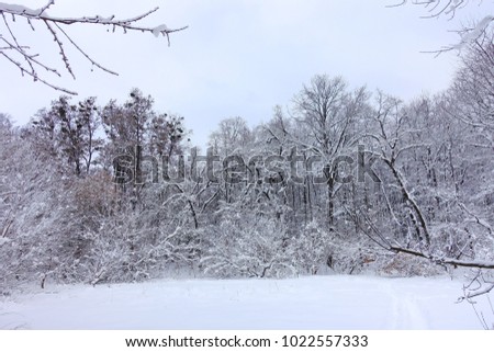 Winter landscape with frosty  trees on the snowy meadow.