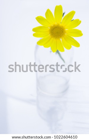 Single Beautiful Yellow Daisy in Glass Bottle on White Background Backlit by Soft Sunlight. Elegant Minimalist Creative Image. Easter Mothers Day Birthday Greeting Card Poster Template with Copy Space