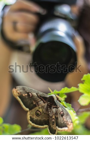 Butterfly caught on camera. women photographers take photos of big butterfly. Big peacock moth (Saturnia pyri) are feeding on the plant in national park