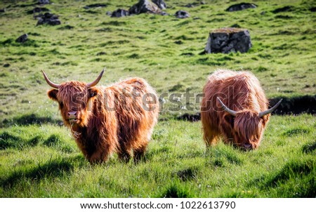 Hairy highland cattle eating grass in a field in the Faroe Islands. Their large horns protruding up from their heads. 
