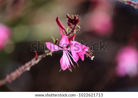 Picture of pink flower