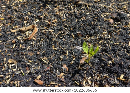 Royalty high quality free stock image of close up seedling of cucumber planted by husk ash.With soil fermented from nature organic fertilizer have a mixture soil, ashes, rice husk and dried leaves