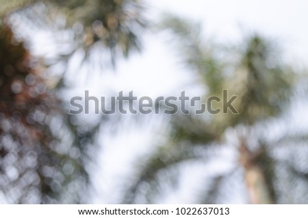Blurred focus of palm tree for abstract background.