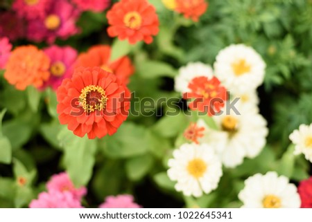 Colorful Flowers background.Chrysanthemum on the field. Selective focus.