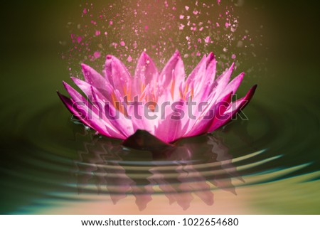 Pink lotus on water with waves Beautiful scent