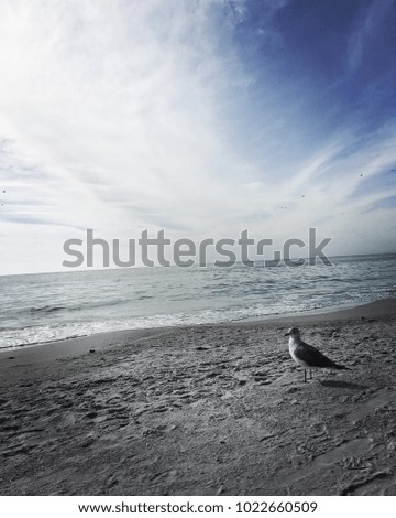Seagull at the Beach