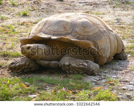 Giant tortoise turtle